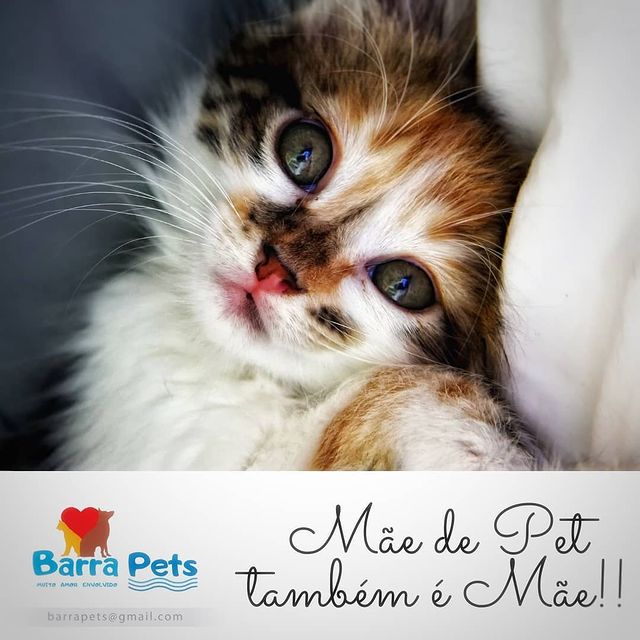 Mensagem de marketing do "Barra Pets", projeto de castração de animais de rua em Barra Grande.