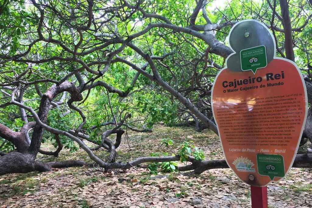 Cajueiro Rei, uma árvore notável localizada em Cajueiro da Praia e que disputa o título de maior cajueiro do mundo. Cajueiro Rei, uma árvore notável localizada em Cajueiro da Praia e que disputa o título de maior cajueiro do mundo.