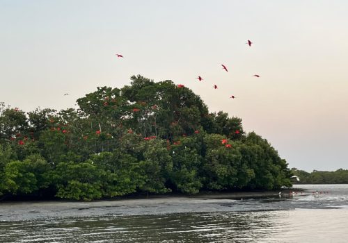 Registro de uma "revoada dos guarás". Vários bandos de guarás vermelhos se encontram diariamente ao entardecer e voam em direção às ilhas de manguezais para passar a noite.