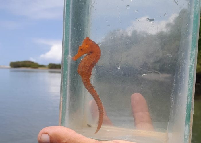 Exp002 Cavalo MarinhoBG (3)